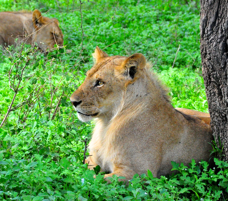 Ngorongoro Crater - Serengeti National Park